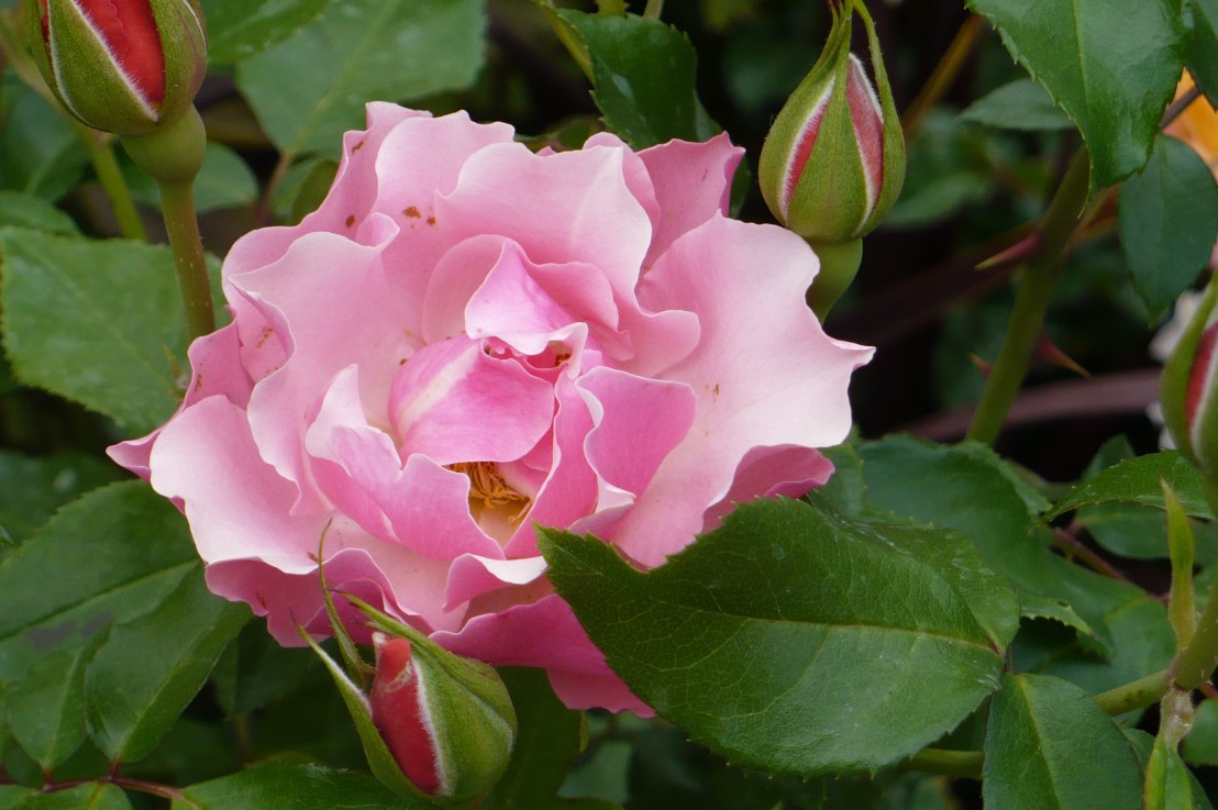 Être Marthe ou Marie : faut-il choisir&nbsp;?